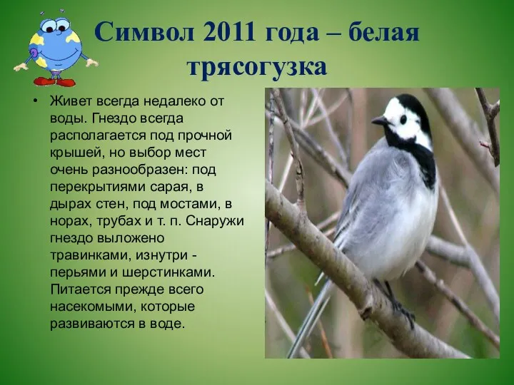 Символ 2011 года – белая трясогузка Живет всегда недалеко от