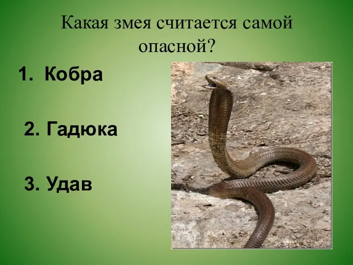 Какая змея считается самой опасной? Кобра 2. Гадюка 3. Удав