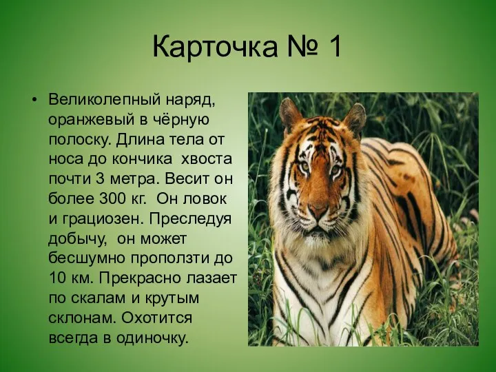 Карточка № 1 Великолепный наряд, оранжевый в чёрную полоску. Длина