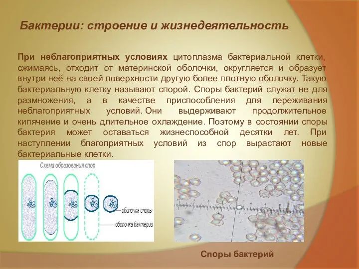 Бактерии: строение и жизнедеятельность При неблагоприятных условиях цитоплазма бактериальной клетки,