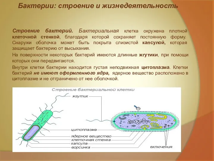 Бактерии: строение и жизнедеятельность Строение бактерий. Бактериальная клетка окружена плотной