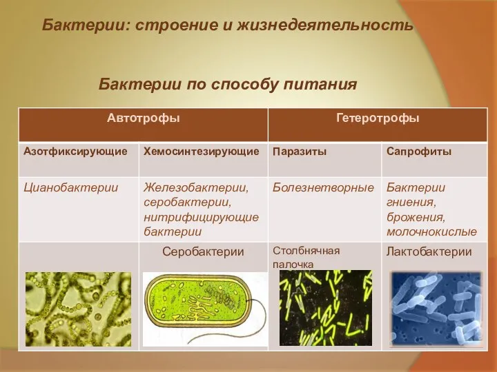 Бактерии: строение и жизнедеятельность Бактерии по способу питания