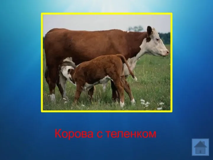 Корова с теленком