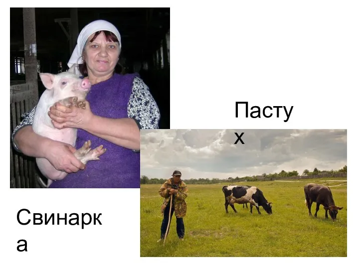 Свинарка Пастух