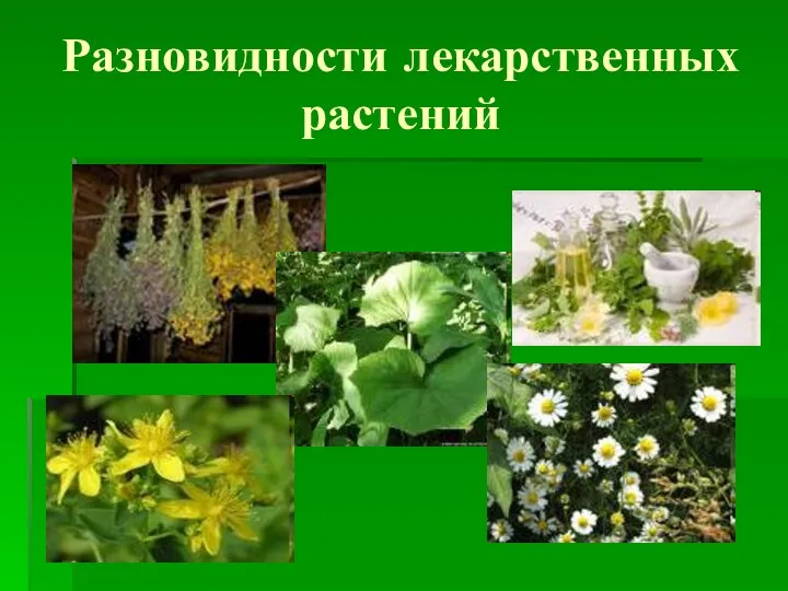 Разновидности лекарственных растений