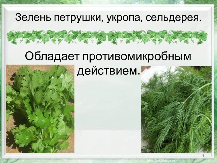 Зелень петрушки, укропа, сельдерея. Обладает противомикробным действием.