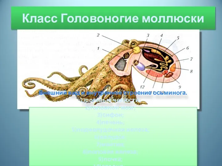 Класс Головоногие моллюски Внешний вид и внутреннее строение осьминога. роговые челюсти; головной мозг;