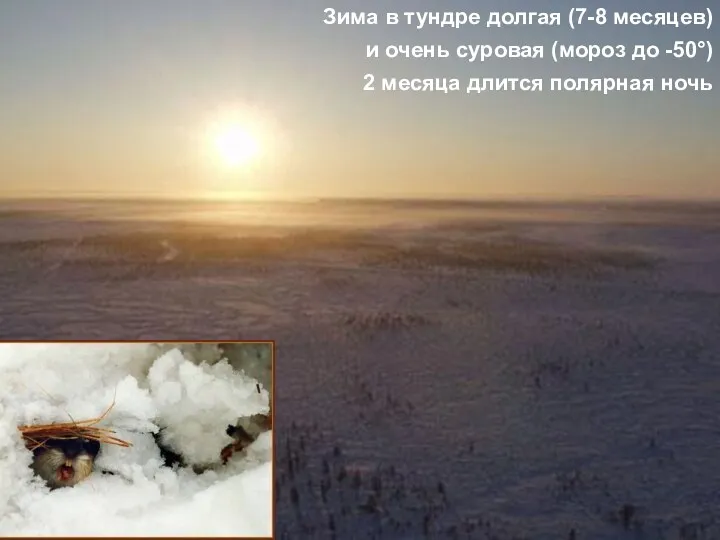 Зима в тундре долгая (7-8 месяцев) и очень суровая (мороз до -50°) 2