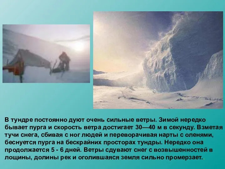 В тундре постоянно дуют очень сильные ветры. Зимой нередко бывает пурга и скорость