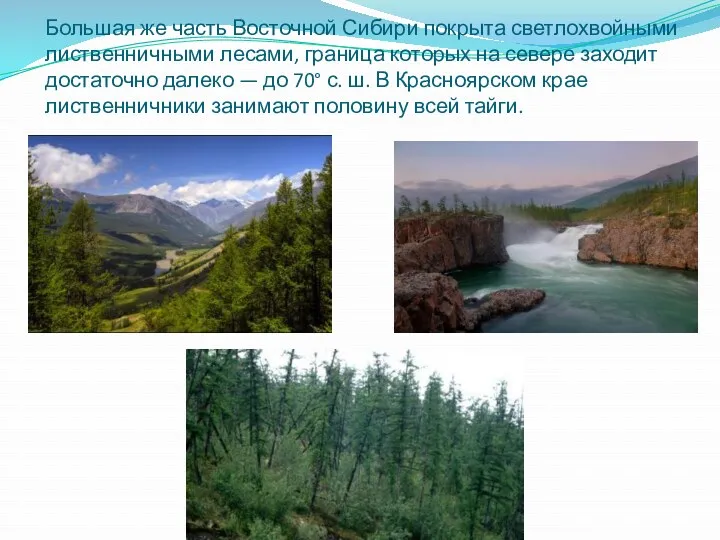 Большая же часть Восточной Сибири покрыта светлохвойными лиственничными лесами, граница