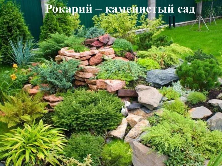 Рокарий – каменистый сад Рокарий – каменистый сад