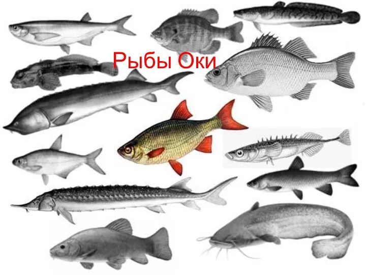 Рыбы Оки