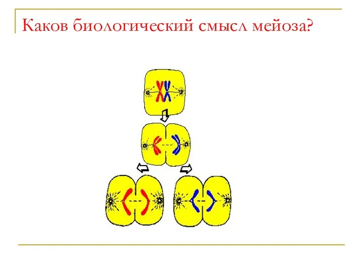 Каков биологический смысл мейоза?