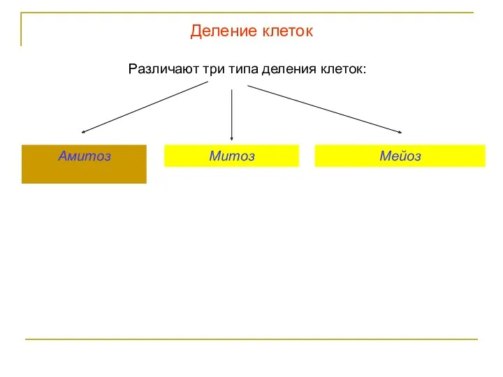 Деление клеток Различают три типа деления клеток: Амитоз Митоз Мейоз