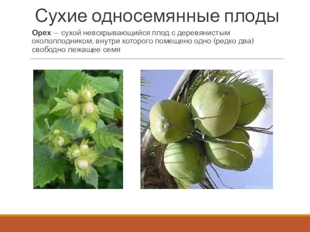 Сухие односемянные плоды Орех — сухой невскрывающийся плод с деревянистым околоплодником, внутри которого