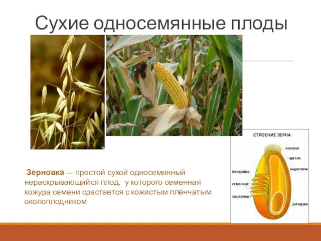 Зерновка -- простой сухой односемянный нераскрывающийся плод, у которого семенная кожура семени срастается