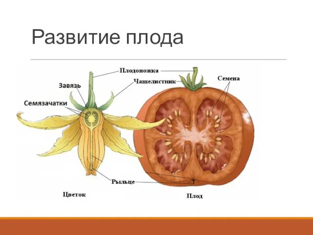 Развитие плода