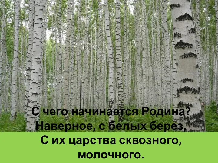 С чего начинается Родина? Наверное, с белых берез, С их царства сквозного, молочного.