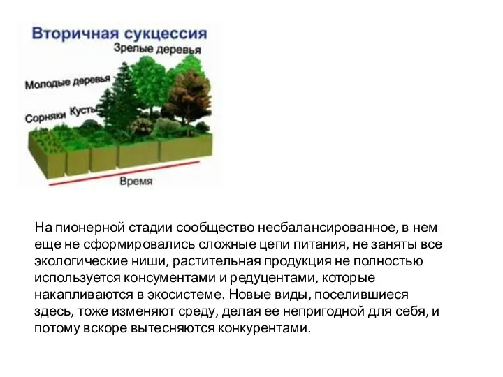 На пионерной стадии сообщество несбалансированное, в нем еще не сформировались