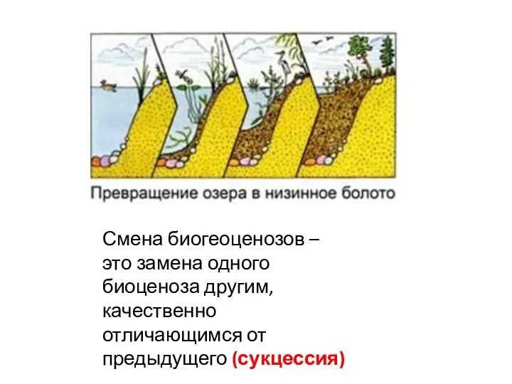 Смена биогеоценозов – это замена одного биоценоза другим, качественно отличающимся от предыдущего (сукцессия)