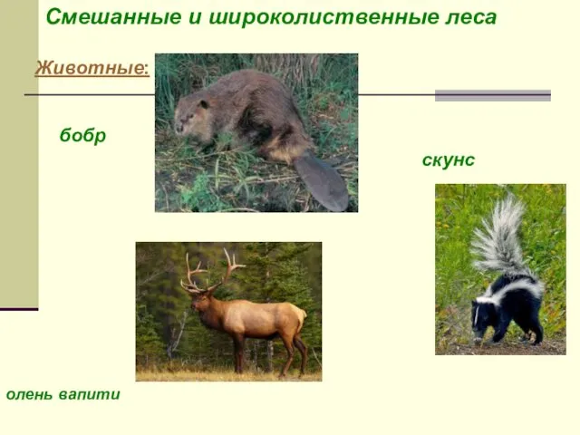 Животные: олень вапити бобр скунс Смешанные и широколиственные леса