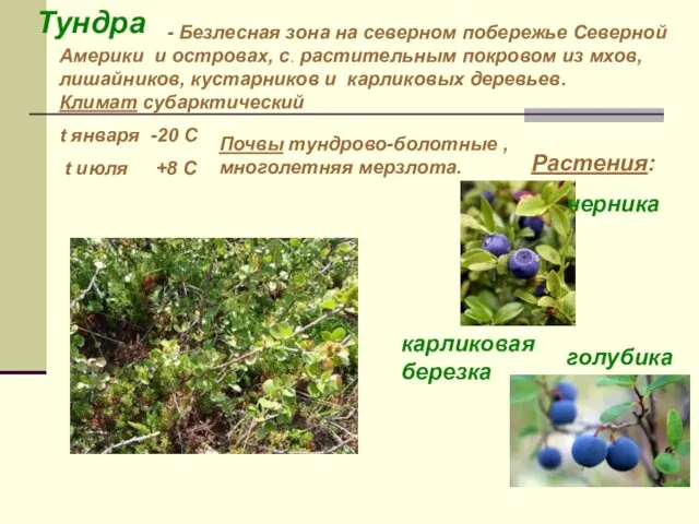 Тундра - Безлесная зона на северном побережье Северной Америки и