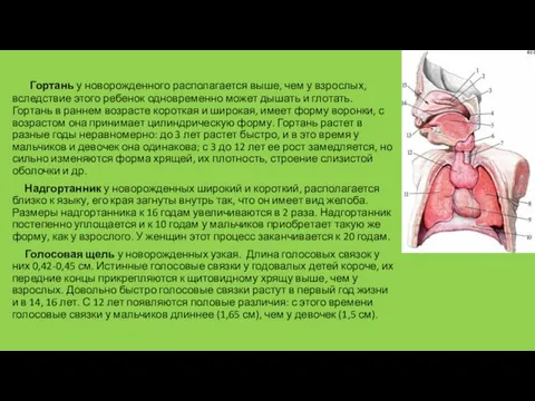 Гортань у новорожденного располагается выше, чем у взрослых, вследствие этого