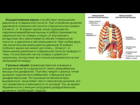 Осуществлению вдоха способствует уменьшение давления в плевральной полости. При спокойном