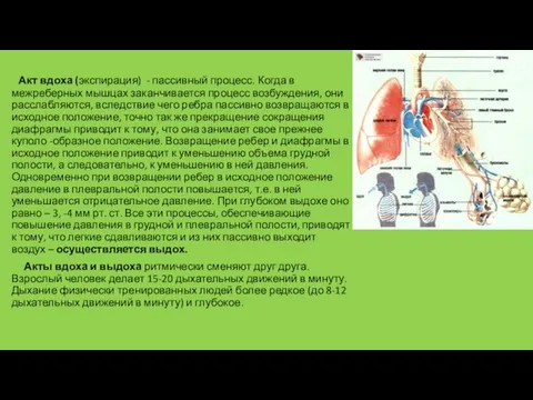 Акт вдоха (экспирация) - пассивный процесс. Когда в межреберных мышцах