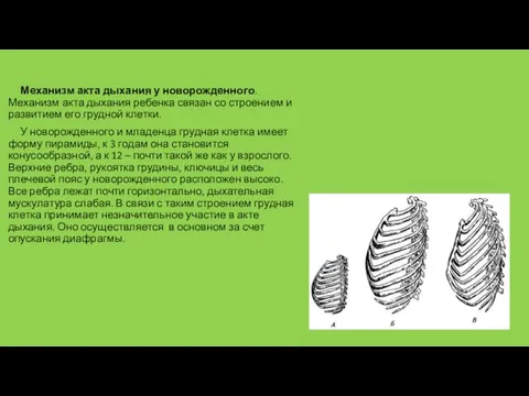 Механизм акта дыхания у новорожденного. Механизм акта дыхания ребенка связан