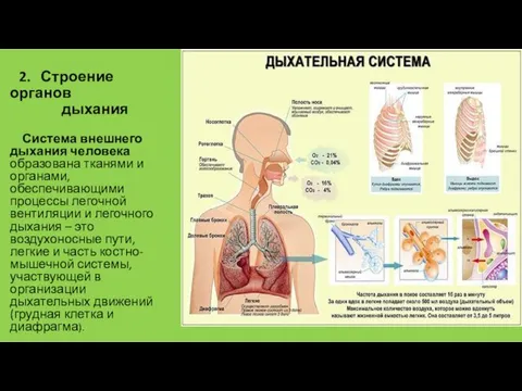 2. Строение органов дыхания Система внешнего дыхания человека образована тканями