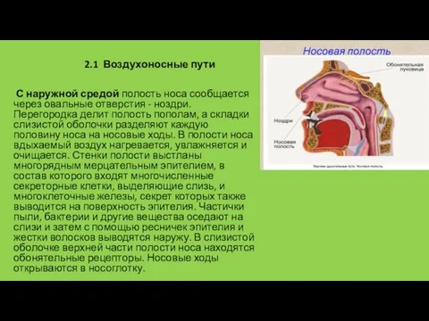 2.1 Воздухоносные пути С наружной средой полость носа сообщается через