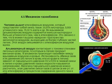 4.5 Механизм газообмена Человек дышит атмосферным воздухом, который представляет собой