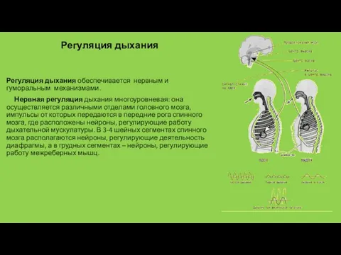 Регуляция дыхания Регуляция дыхания обеспечивается нервным и гуморальным механизмами. Нервная