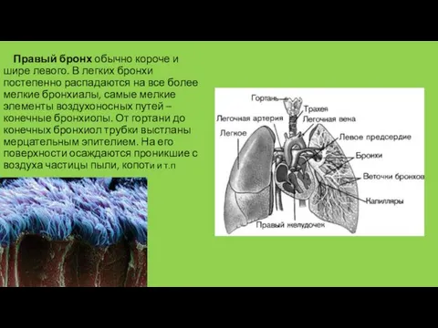 Правый бронх обычно короче и шире левого. В легких бронхи