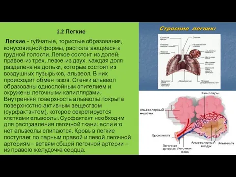 2.2 Легкие Легкие – губчатые, пористые образования, конусовидной формы, располагающиеся