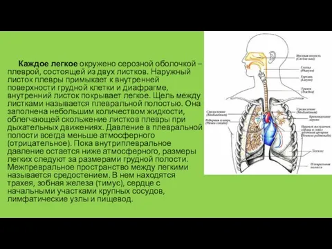 Каждое легкое окружено серозной оболочкой – плеврой, состоящей из двух