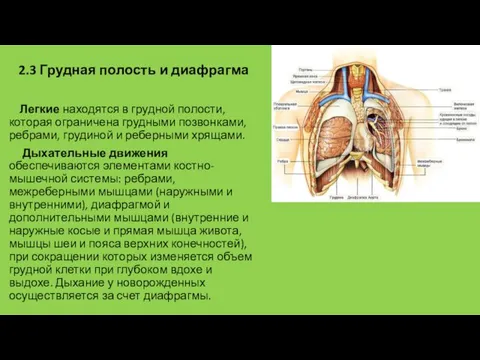 2.3 Грудная полость и диафрагма Легкие находятся в грудной полости,