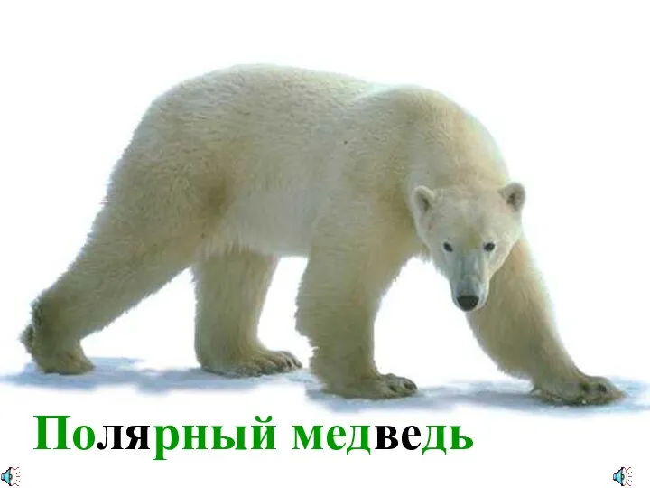 Полярный медведь