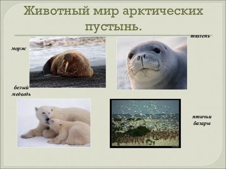 Животный мир арктических пустынь. морж белый медведь тюлень птичьи базары