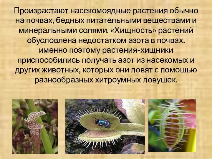 Произрастают насекомоядные растения обычно на почвах, бедных питательными веществами и