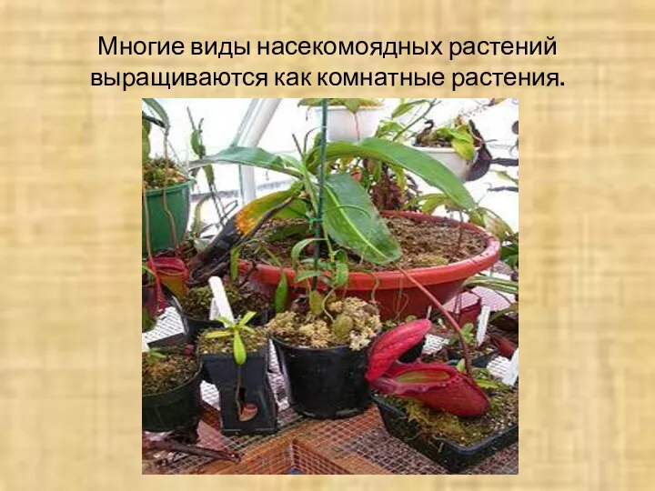 Многие виды насекомоядных растений выращиваются как комнатные растения.