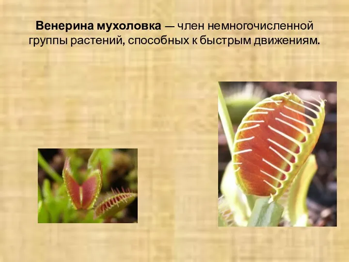 Венерина мухоловка — член немногочисленной группы растений, способных к быстрым движениям.