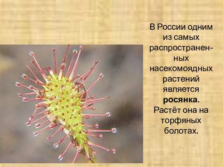 В России одним из самых распространен-ных насекомоядных растений является росянка. Растёт она на торфяных болотах.