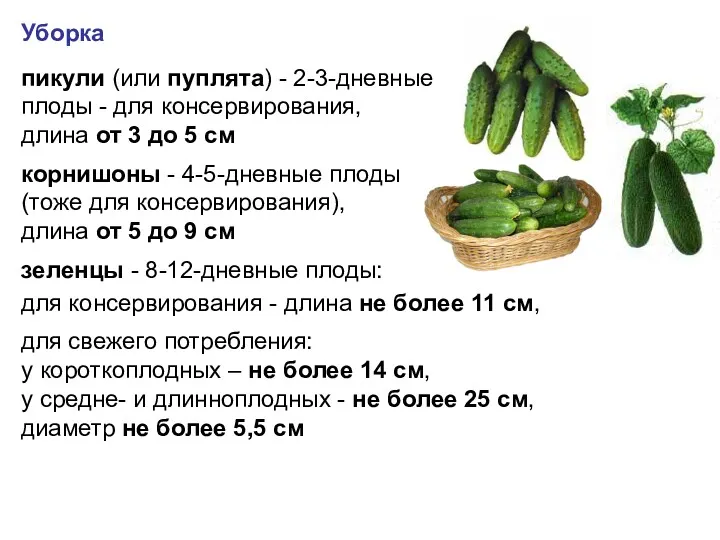 пикули (или пуплята) - 2-3-дневные плоды - для консервирования, длина