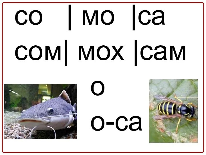 со | мо |cа сом| мох |сам о о-са