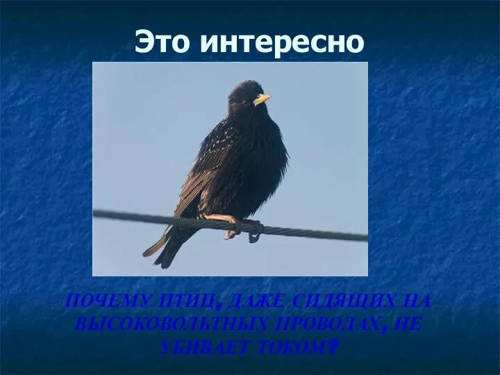 Это интересно ПОЧЕМУ ПТИЦ, ДАЖЕ СИДЯЩИХ НА ВЫСОКОВОЛЬТНЫХ ПРОВОДАХ, НЕ УБИВАЕТ ТОКОМ?