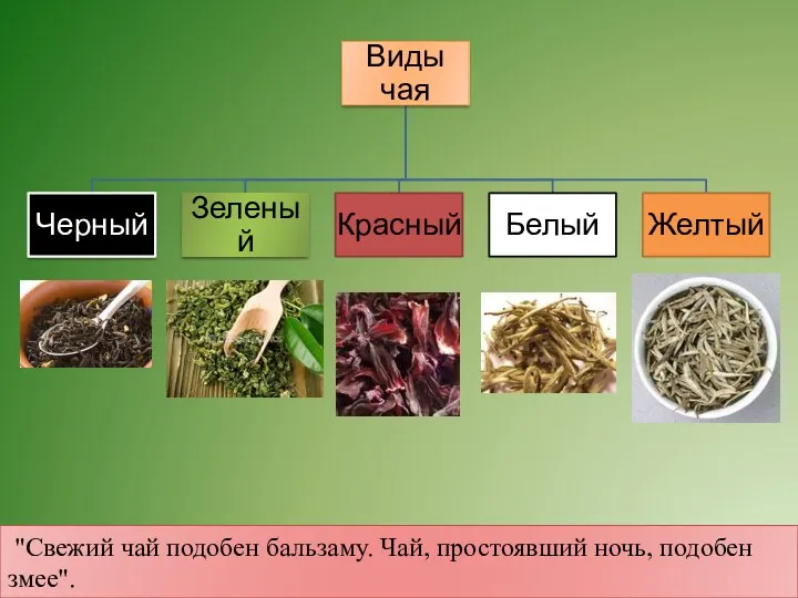 "Свежий чай подобен бальзаму. Чай, простоявший ночь, подобен змее".