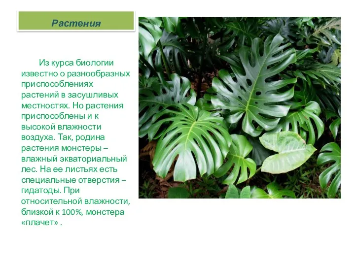 Растения Из курса биологии известно о разнообразных приспособлениях растений в