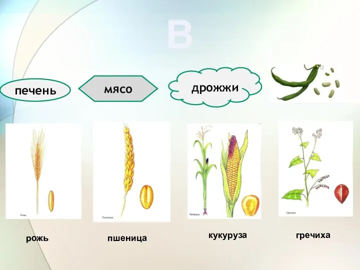 В печень дрожжи мясо рожь пшеница кукуруза гречиха